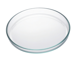 A round glass dish with a smooth surface, typically used in laboratories for various scientific applications.