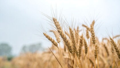 Fototapeta premium Golden wheat field in soft light