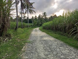 Rustic countryside road through a sugarcane plantation at sunset