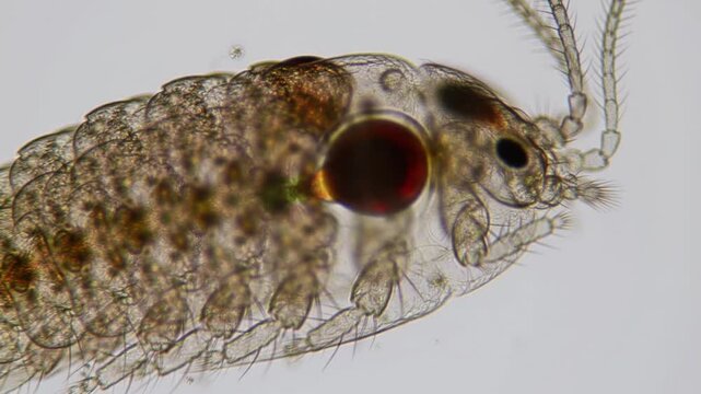 Amazing microscopic view of a daphnia magna, also known as water flea in great detail.
