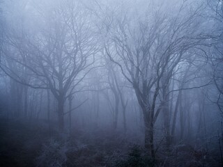Spooky, misty forest with trees silhouetted in the fog © Maksim
