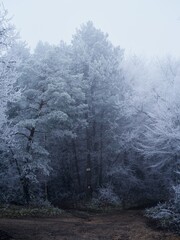 Snowy forest edge with frosty pine and deciduous trees