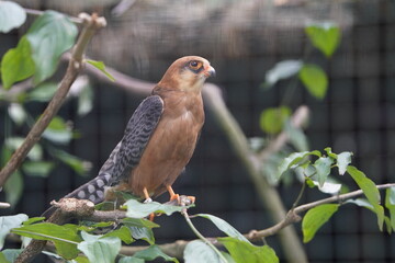 The red-footed falcon (Falco vespertinus) is a small member of the falcon family Falconidae. Walsrode Bird Park, Germany.
