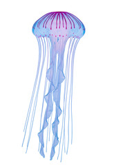Blue pink jellyfish transparent background aquatic animal ocean wildlife