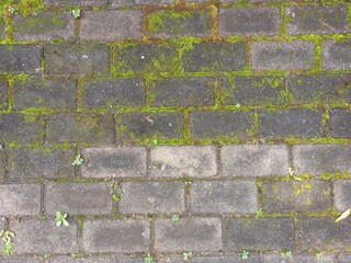 Weathered rectangular paving blocks with green moss background texture