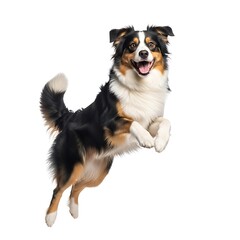 Fototapeta premium Happy Australian Shepherd Jumping.