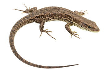 Brown lizard reptile on transparent background wildlife animal