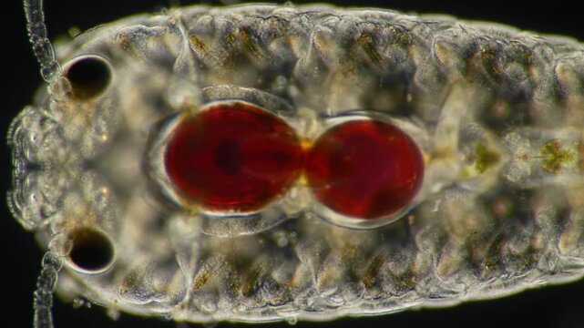 Close-up video of a water flea, revealing its intricate anatomy and biological processes