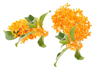 clusters of orange osmanthus flowers and leaves on a transparent background