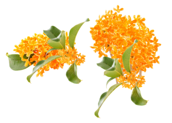 clusters of orange osmanthus flowers and leaves on a transparent background