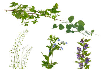 assorted green branches and flowers on a black backdrop