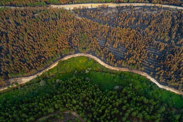 The border between life and death after a devastating wildfire, Nature Survival