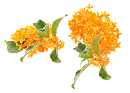 clusters of orange osmanthus flowers and leaves on a transparent background