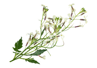 delicate white wild radish flowers blooming on a slender stem