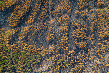A dirt road separating a burnt forest from a green one, Stark Contrast