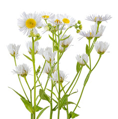 white daisy fleabane flowers blooming in a green meadow