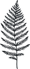 A detailed silhouette of a fern leaf showcasing elegant organic shapes and designs. Black on transparent background.
