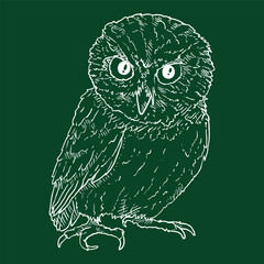 Owl Vector Chalk Sketch Illustration