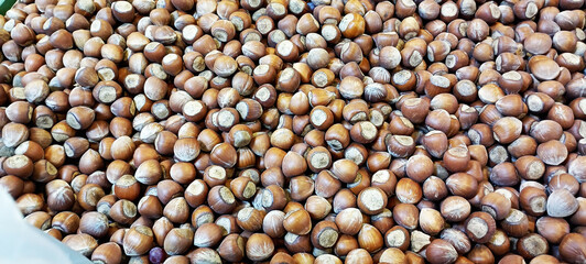 It's hazelnut harvest season. Hazelnuts from 