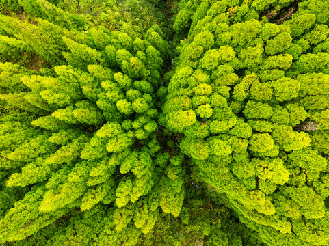 Aerial view of vibrant verdant treetops create a mesmerizing tapestry of life, a dense and thriving forest canopy., Nordeste, Azores, Portugal.