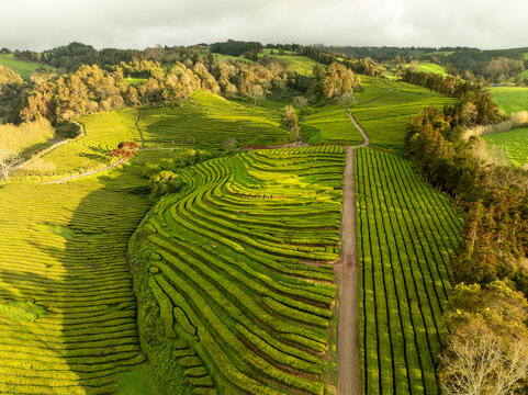 Aerial view of rolling hills and terraced fields, bathed in the warm glow of sunlight, creating a tapestry of vibrant greens and earthy tones, Maia, Azores, Portugal.