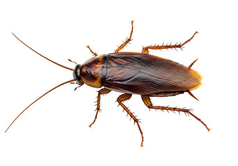 Cockroach insect detailed view transparent background