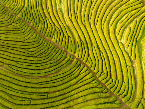 Aerial view of vibrant green tea plantations cascading in rhythmic terraces, etched with pathways, painting a textured landscape, Maia, Azores, Portugal.