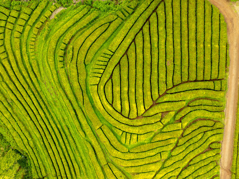 Aerial view of vibrant green tea plantations creating a stunning, patterned landscape with dark lines, creating a mesmerizing contrast, Maia, Azores, Portugal.
