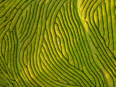 Aerial view of the vibrant green tea plantation creates a mesmerizing maze of natural patterns under the golden sun, Maia, Azores, Portugal.
