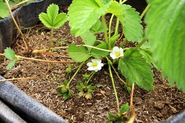 Fresh strawberry plant growing in soil with healthy green leaves, white blossoms, and small unripe strawberries. The image highlights the early fruiting stage of a strawberry plant.