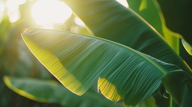 Sunlit banana leaves glow. - Powered by Adobe