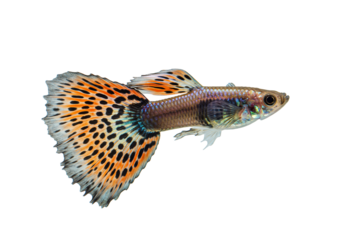 Colorful guppy fish with orange and black spotted fins transparent background