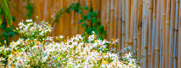 Bee on a flower in a colorful garden in bright sunlight in summer, Almere, Flevoland, The...