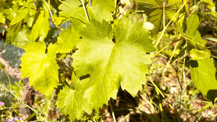 Set of grape leaves isolated on white. Clipping path