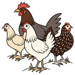 A group of three chickens and one rooster standing together on a white background