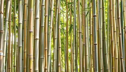 Fototapeta premium Vertical bamboo stalks, natural texture, light brown hues, grove, tropical