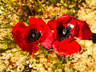 Spring poppy field in mountain valley in the morning. Nature landscape.