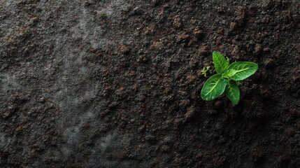 Naklejka premium Single green sprout with water drops in dark fertile soil. Growth concept showing nature, environment, and new beginning.