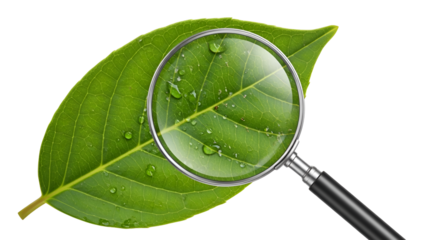Close-up of a green leaf with water droplets seen through a magnifying glass isolated PNG with Transparent Background