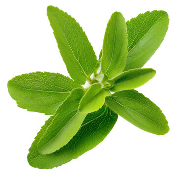 fresh stevia leaves on transparent png background