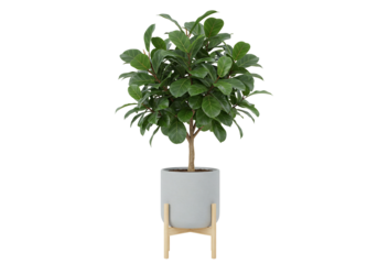 Fiddle leaf fig tree in pot indoor plant houseplant green foliage home decor
