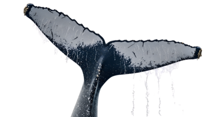 Humpback whale tail with water dripping isolated PNG with Transparent Background