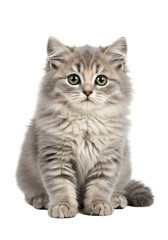 Obraz premium Fluffy gray kitten sitting on transparent background