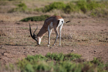 Herd of Antelope in wild of Kenya