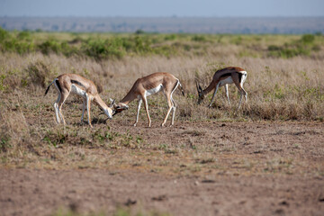 Herd of Antelope in wild of Kenya