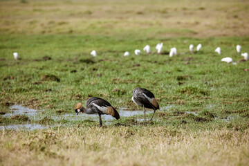 Crowns crane in the savannah of Africa