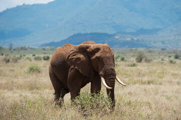 elephant in the savannah