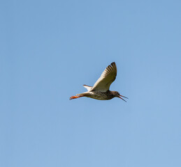 Common Redshank Flying