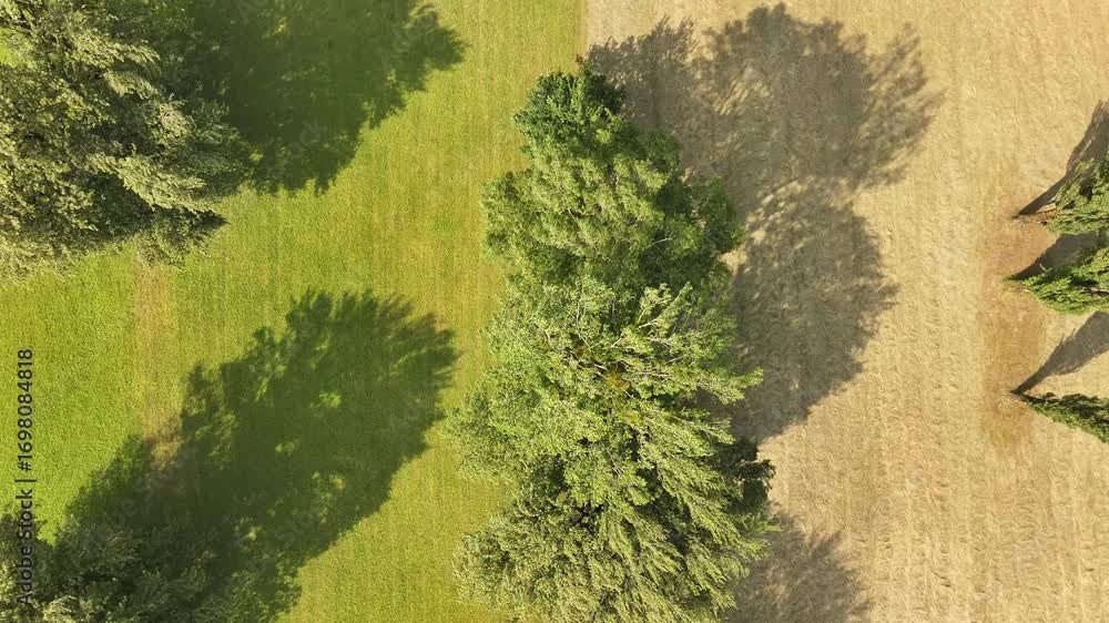 Poster a drone view down on a tree growing on the border of a field and meadow. diversity of nature in the 