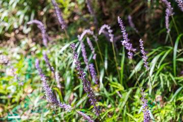 Fototapeta premium 秋の山 ヤブランの紫の花03
